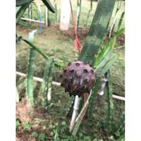 Gambar bibit buah naga hitam exotic fruit terjamin valid dari hagoes store undefined 2 Tokopedia
