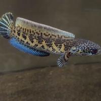 Gambar auranti cb. auranti maculata 4-5 cm dari Rafaila fish undefined 1 Tokopedia
