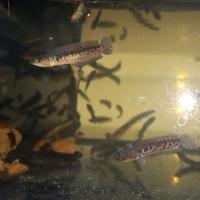 Gambar auranti cb. auranti maculata 4-5 cm dari Rafaila fish undefined 2 Tokopedia