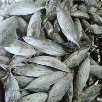 Gambar Ikan Cakalang / Cakalang Utuh 1 kg / Frozen Skipjack / Seafood 22 dari 22 seafood Artamina undefined 3 Tokopedia