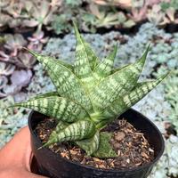 Gambar Sensiviera Hybrid Sindoro dari BURHAN mbf. undefined 3 Tokopedia