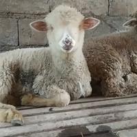 Gambar Sepasang Domba Merino Lepas sapih dari Kandang Domba Merino undefined 1 Tokopedia