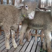Gambar Sepasang Domba Merino Lepas sapih dari Kandang Domba Merino undefined 3 Tokopedia