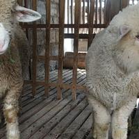 Gambar Sepasang Domba Merino Lepas sapih dari Kandang Domba Merino undefined 2 Tokopedia