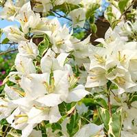 Gambar Tanaman Bougenville Varigata PUTIH DAN UNGU / Bunga Kertas Varigata Putih dan Ungu / Bougenville varigata / Bougainvillea sp. Varigata - Putih dari Rocketfield Plantary undefined 3 Tokopedia