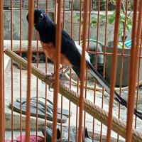 Gambar murai batu prestasi event dari GMBI Graha Murai Batu indonesia bird farm undefined 3 Tokopedia