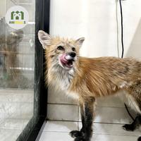 Gambar RED FOX - MALE - EXOTIC PETS dari Animallsid undefined 3 Tokopedia