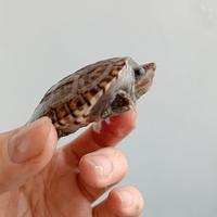 Gambar mainan kura air mgm baby up mexican giant musk turtle dari TOKOBONEKA CHAKI81 undefined 3 Tokopedia