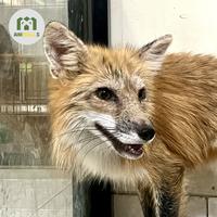 Gambar RED FOX - MALE - EXOTIC PETS dari Animallsid undefined 1 Tokopedia