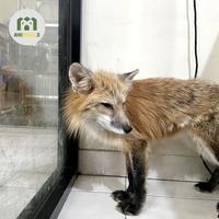 Gambar RED FOX - MALE - EXOTIC PETS dari Animallsid undefined 4 Tokopedia