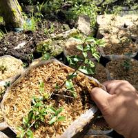 Gambar tanaman hias bahan bonsai sakura mikro dari gaith florist undefined 3 Tokopedia