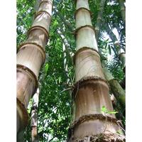 Gambar Bibit Bambu Petung / Awi Bitung / Dendrocalamus Asper / Bambu Kultur Jaringan / Bambu Industri dari ArtisanoCraft ID undefined 4 Tokopedia
