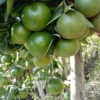 Gambar Jeruk Peras Fresh Pilihan 1kg - Jeruk Baby Java Iris Manis Alami dari ELEGON undefined 5 Tokopedia