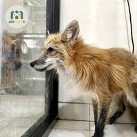 Gambar RED FOX - MALE - EXOTIC PETS dari Animallsid undefined 2 Tokopedia