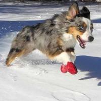 Gambar ready! Pawz Disposable Rubber Dog Boots (UNTUK ANJING SEMUA UKURAN) terlaris!!! dari mandigashopp undefined 2 Tokopedia