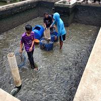Gambar ikan lele konsumsi segar hidup 1 KG dari Angela Flowers undefined 3 Tokopedia