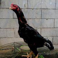 Gambar Ayam Pakhoy - Bangkok Pakoy Pacek Usia 1,5thn Ukuran 4,5 BB 2,8kg kurleb. dari JDR SF undefined 3 Tokopedia
