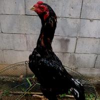 Gambar Ayam Pakhoy - Bangkok Pakoy Pacek Usia 1,5thn Ukuran 4,5 BB 2,8kg kurleb. dari JDR SF undefined 1 Tokopedia