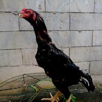 Gambar Ayam Pakhoy - Bangkok Pakoy Pacek Usia 1,5thn Ukuran 4,5 BB 2,8kg kurleb. dari JDR SF undefined 4 Tokopedia