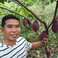 Gambar Bibit Kakao Mcc 02 Bersertifikasi Terlaris dari Aluna-shopid undefined 5 Tokopedia