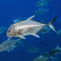 Gambar ikan Giant Trevally full air tawar predator tankmate GT pure dari Akagi AquaTech undefined 2 Tokopedia