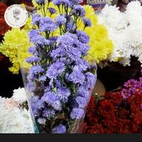 Gambar bunga tangkai segar pikok violet dari toko bunga Rumy florist undefined 1 Tokopedia