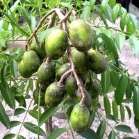 Gambar pohon kedondong mini siap berbuah dari Tanaman store69 undefined 1 Tokopedia