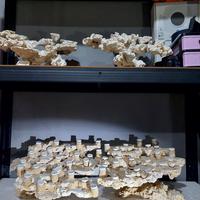 Gambar scaping aquarium laut 120 cm 2 pcs dari bfs frag rock undefined 4 Tokopedia