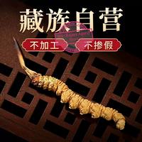 Gambar 5g rumput ulat salju Kering cordyceps sinensis golden cordyseo super Libid dong chong xia zao Tibet ParuGinjal Khasiat Tinggi dari RH - Rajaya Agung Store undefined 5 Tokopedia