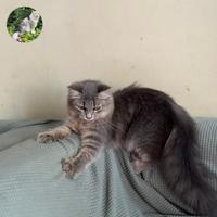 Gambar kucing Maine Coon/persian/Norwegian jantan ganteng dari Lala cattery undefined 4 Tokopedia