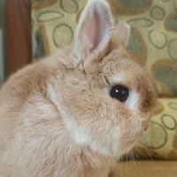 Gambar Kelinci Netherland Dwarf Orange Good Quality dari JagakarsaRabbitss undefined 2 Tokopedia