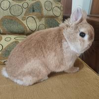 Gambar Kelinci Netherland Dwarf Orange Good Quality dari JagakarsaRabbitss undefined 3 Tokopedia