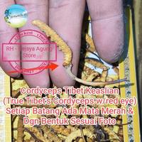 Gambar 5g rumput ulat salju Kering cordyceps sinensis golden cordyseo super Libid dong chong xia zao Tibet ParuGinjal Khasiat Tinggi dari RH - Rajaya Agung Store undefined 3 Tokopedia