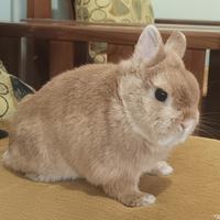 Gambar Kelinci Netherland Dwarf Orange Good Quality dari JagakarsaRabbitss undefined 1 Tokopedia