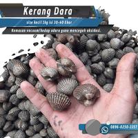 Gambar GROSIR KERANG DARA  1kg / kerang dara segar besar HIDUP dari Saudagar Fresh Seafood undefined 1 Tokopedia
