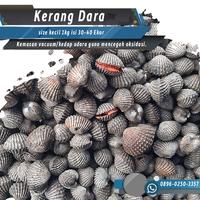 Gambar GROSIR KERANG DARA  1kg / kerang dara segar besar HIDUP dari Saudagar Fresh Seafood undefined 4 Tokopedia