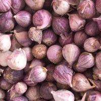Gambar Bawang Putih Tunggal 1kg 500gr 250gr 100gr / Bawang Lanang Kecil Sedang Besar Jumbo dari Bawang Putih Tunggal 95 undefined 4 Tokopedia