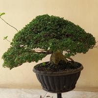 Gambar bonsai SANCANG kelas kontes jadi dari TURNIP'S UYEAAAAAAAH undefined 2 Tokopedia