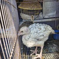 Gambar Anak ayam kalkun Khusus BANDUNG GOJEK dari Toko Burung Ayam Suratman undefined 1 Tokopedia