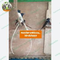 Gambar burung seriwang tali pocong putih sepasang produksi langka mewah dari masterankicaubirdshopp undefined 2 Tokopedia
