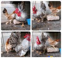 Gambar AYAM KATE PILIHAN SEPASANG ISTIMEWA dari kateguefarm undefined 1 Tokopedia