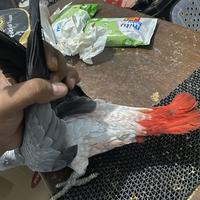Gambar African Grey Red Factor dari Parrot Exotic undefined 4 Tokopedia