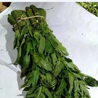 Gambar Pakis per 1 ikat segar baru dari tigaratufroozeen food undefined 2 Tokopedia