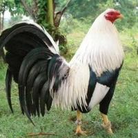 Gambar TELUR AYAM PHILIPIN ASLI AK47 BISA UNTUK DI TETASKAN VERTIL ORI dari SunStory1 undefined 3 Tokopedia