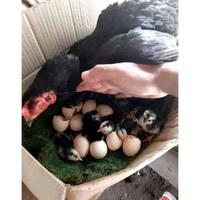 Gambar TELUR AYAM PAKHOY VERTIL SIAP DI TETASKAN JAMINAN SUPER OIGINAL BERGARANSI dari SunStory1 undefined 2 Tokopedia