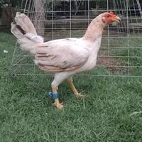 Gambar TELUR AYAM PHILIPIN ASLI AK47 BISA UNTUK DI TETASKAN VERTIL ORI dari SunStory1 undefined 4 Tokopedia
