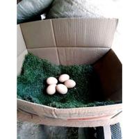 Gambar TELUR AYAM PAKHOY VERTIL SIAP DI TETASKAN JAMINAN SUPER OIGINAL BERGARANSI dari SunStory1 undefined 1 Tokopedia