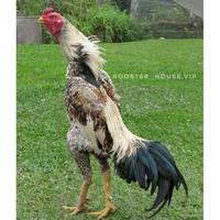 Gambar TELUR AYAM SHAMO EROPA ORI BISA UNTUK DI TETASKAN VERTIL SUPER GARANSI dari SunStory1 undefined 1 Tokopedia