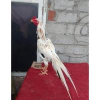 Gambar TELUR VERTIL AYAM BANGKOK EKOR LIDI WB BULU KAKU dari SunStory1 undefined 2 Tokopedia