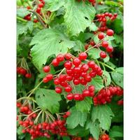 Gambar PAKET HEMAT - Benih Buah Berry Berries Fruit 8 Jenis Seeds - Total 40 Biji - Bibit Strawberry Blueberry Raspberry Cranberry Goji Berry Blackcurrant Blackberry dari Official Casa undefined 5 Tokopedia